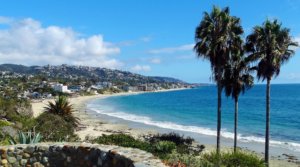 Laguna Beach beachside view of palm trees